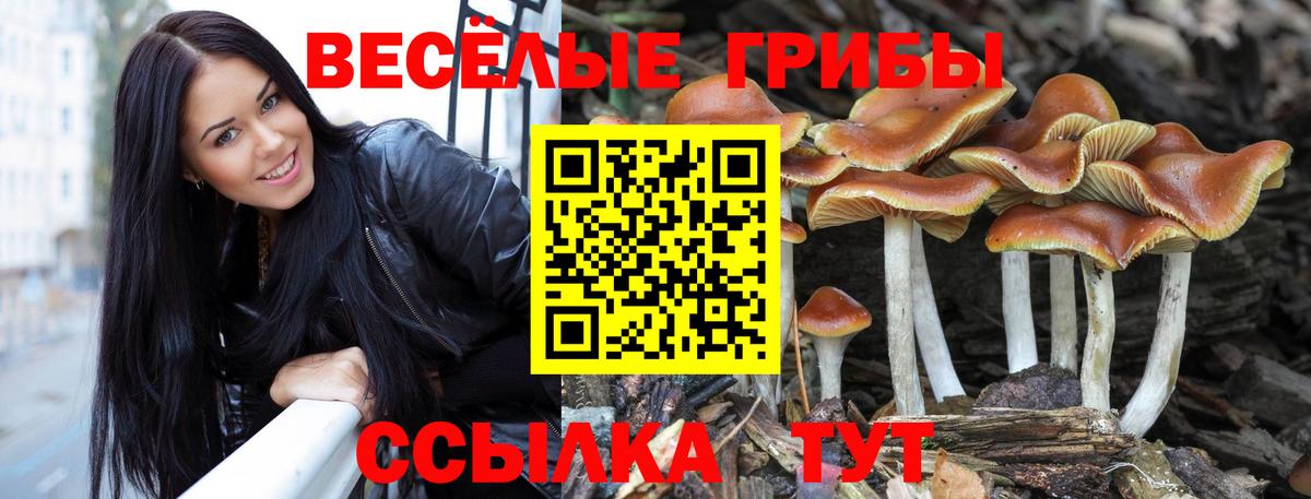 Псилоцибиновые грибы Cubensis Иваново